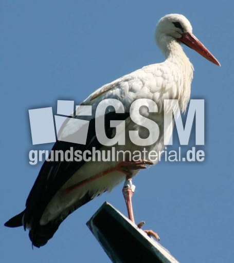Weißstorch-2.jpg